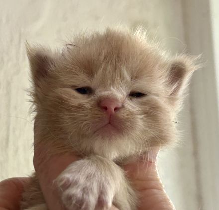 Reinrassige Maine Coon Kitten suchen für immer Zuhause