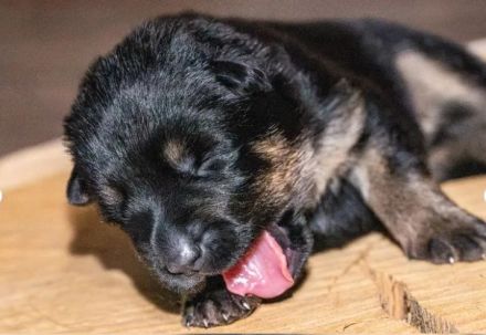 Topverpaarung Deutscher Schäferhund Welpen reinrassig DDR Leistungslinie HD/ED frei! SV-Ahnentafel!