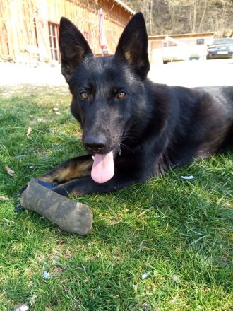Topverpaarung Deutscher Schäferhund Welpen reinrassig DDR Leistungslinie HD/ED frei! SV-Ahnentafel!