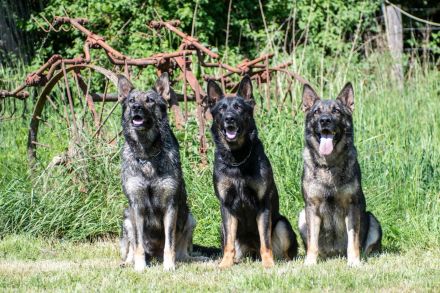 Topverpaarung Deutscher Schäferhund Welpen reinrassig DDR Leistungslinie HD/ED frei! SV-Ahnentafel!