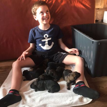 Topverpaarung Deutscher Schäferhund Welpen reinrassig DDR Leistungslinie HD/ED frei! SV-Ahnentafel!