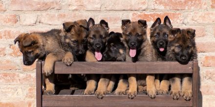 Topverpaarung Deutscher Schäferhund Welpen reinrassig DDR Leistungslinie HD/ED frei! SV-Ahnentafel!