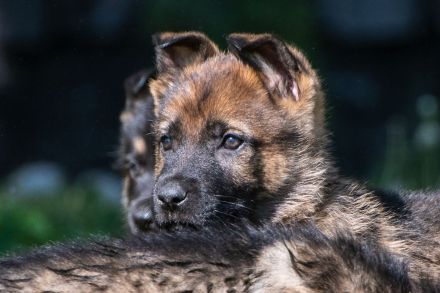 Topverpaarung Deutscher Schäferhund Welpen reinrassig DDR Leistungslinie HD/ED frei! SV-Ahnentafel!