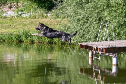 Topverpaarung Deutscher Schäferhund Welpen reinrassig DDR Leistungslinie HD/ED frei! SV-Ahnentafel!