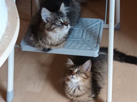 Wir suchen liebevolles Zuhause MaineCoon/Nrw.Waldk Kitten
