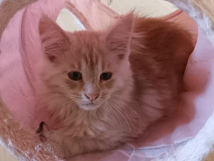 Wir suchen liebevolles Zuhause MaineCoon/Nrw.Waldk Kitten
