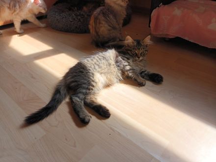 Wir suchen liebevolles Zuhause MaineCoon/Nrw.Waldk Kitten