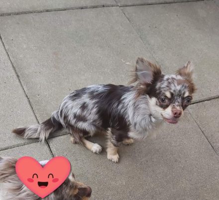 Chihuahua Prinz Schoko