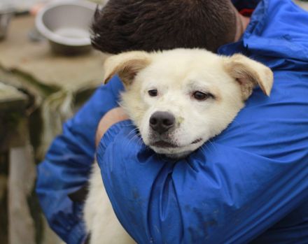 Babsi ist eine bezaubernde Junghündin, die dringend ein schönes Zuhause sucht!