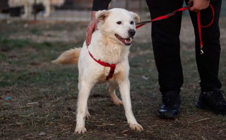 Babsi ist eine bezaubernde Junghündin, die dringend ein schönes Zuhause sucht!