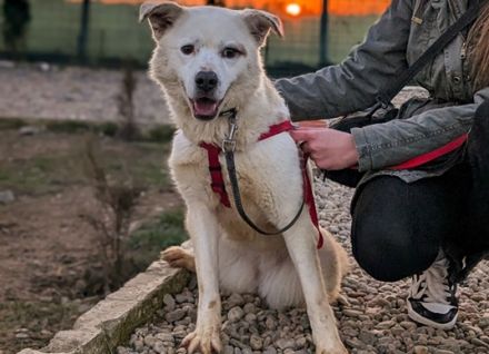 Babsi ist eine bezaubernde Junghündin, die dringend ein schönes Zuhause sucht!