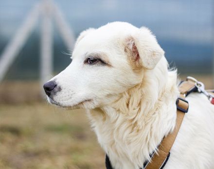 Babsi ist eine bezaubernde Junghündin, die dringend ein schönes Zuhause sucht!