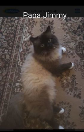 Heilige Birma Mix Kitten