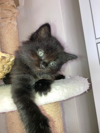 Heilige Birma Mix Kitten