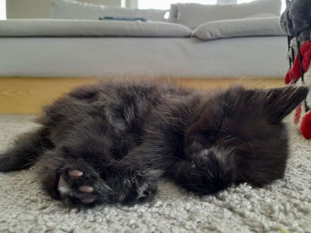 Heilige Birma Mix Kitten