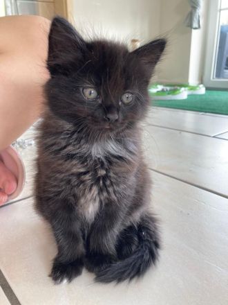 Heilige Birma Mix Kitten