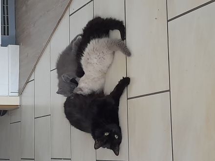 Heilige Birma Mix Kitten