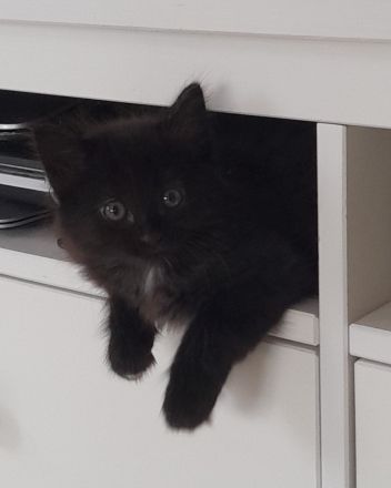 Heilige Birma Mix Kitten