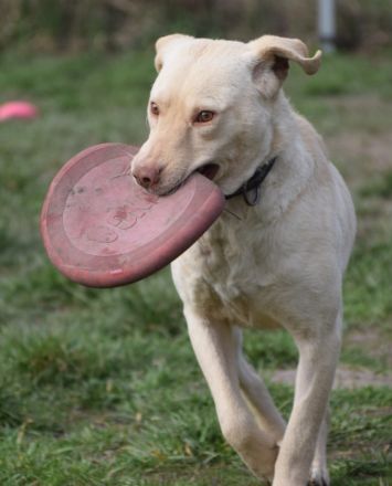 Frodo, sensibler, aktiver, verspielter Junghund sucht schönes, geduldiges und erfahrenes Zuhause