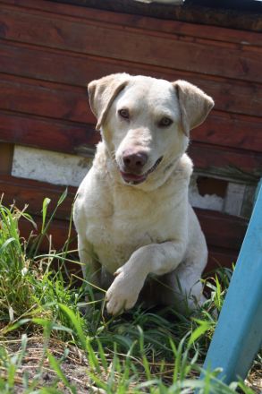 Frodo, sensibler, aktiver, verspielter Junghund sucht schönes, geduldiges und erfahrenes Zuhause