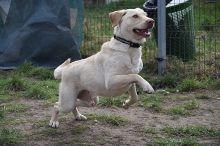 Frodo, sensibler, aktiver, verspielter Junghund sucht schönes, geduldiges und erfahrenes Zuhause