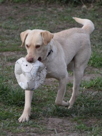 Frodo, sensibler, aktiver, verspielter Junghund sucht schönes, geduldiges und erfahrenes Zuhause