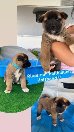 American Akita Welpen