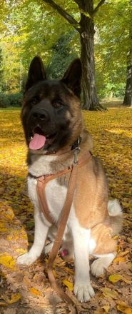 American Akita Welpen
