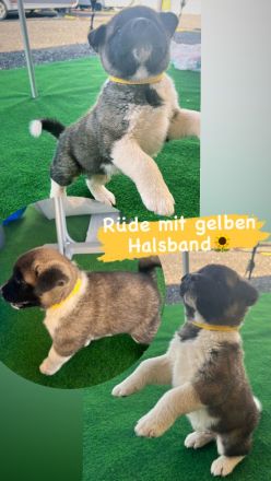 American Akita Welpen