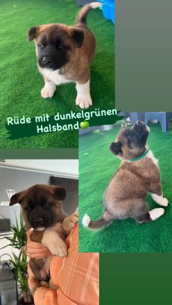 American Akita Welpen