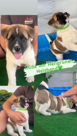 American Akita Welpen