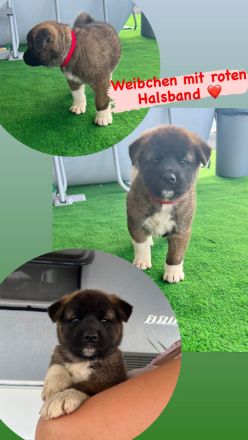 American Akita Welpen
