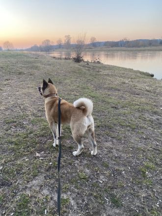American Akita Welpen