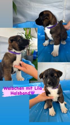 American Akita Welpen