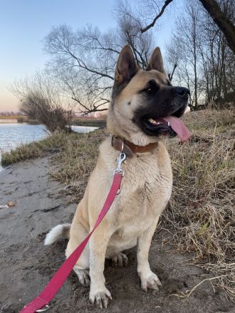 American Akita Welpen