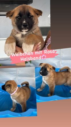 American Akita Welpen