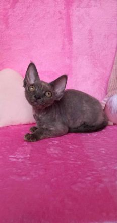 Devon Rex WCF