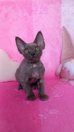 Devon Rex WCF
