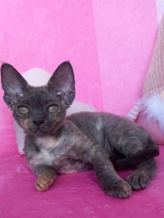 Devon Rex WCF