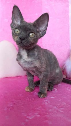 Devon Rex WCF