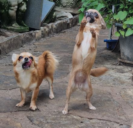 Süsse, zierliche Kurzhaarhündin