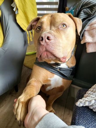 Liebe volles Zuhause gesucht