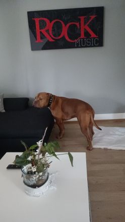 Liebe volles Zuhause gesucht