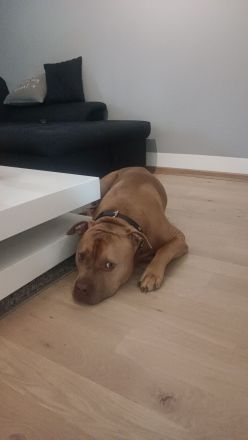 Liebe volles Zuhause gesucht