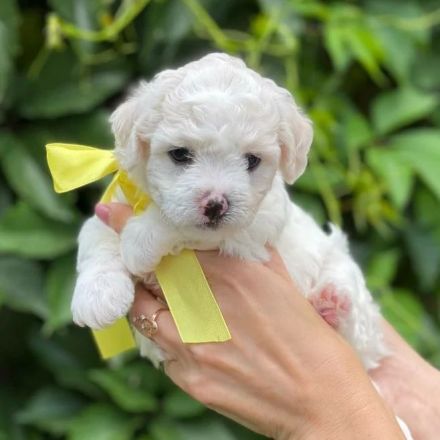 Bezaubernde Bichon Frisé Welpen