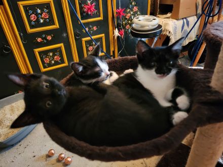 Wunderschöne Katzenbabies suchen ein liebevolles Zuhause