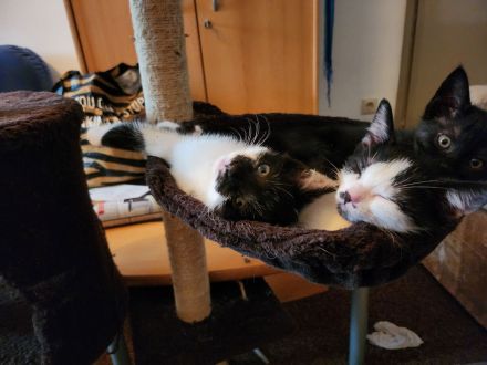 Wunderschöne Katzenbabies suchen ein liebevolles Zuhause