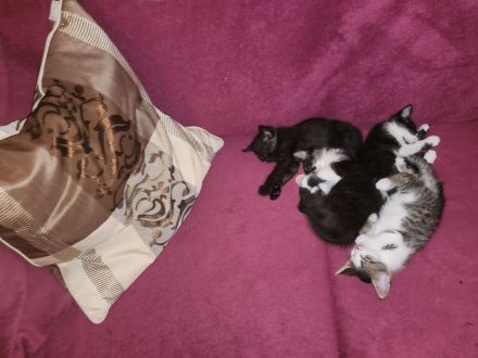 Wunderschöne Katzenbabies suchen ein liebevolles Zuhause