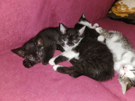 Wunderschöne Katzenbabies suchen ein liebevolles Zuhause