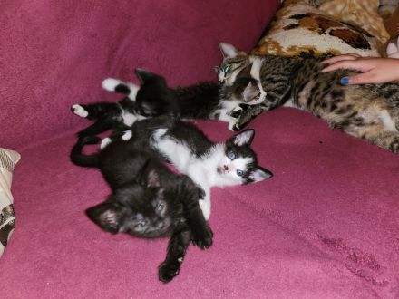 Wunderschöne Katzenbabies suchen ein liebevolles Zuhause